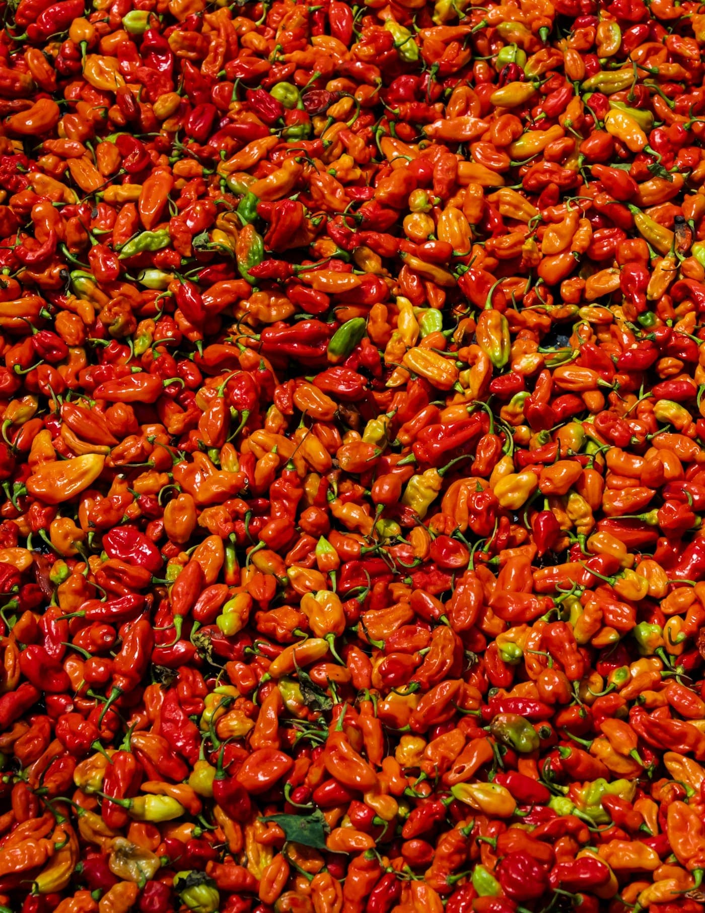 Pile of red and orange scotch bonnet peppers