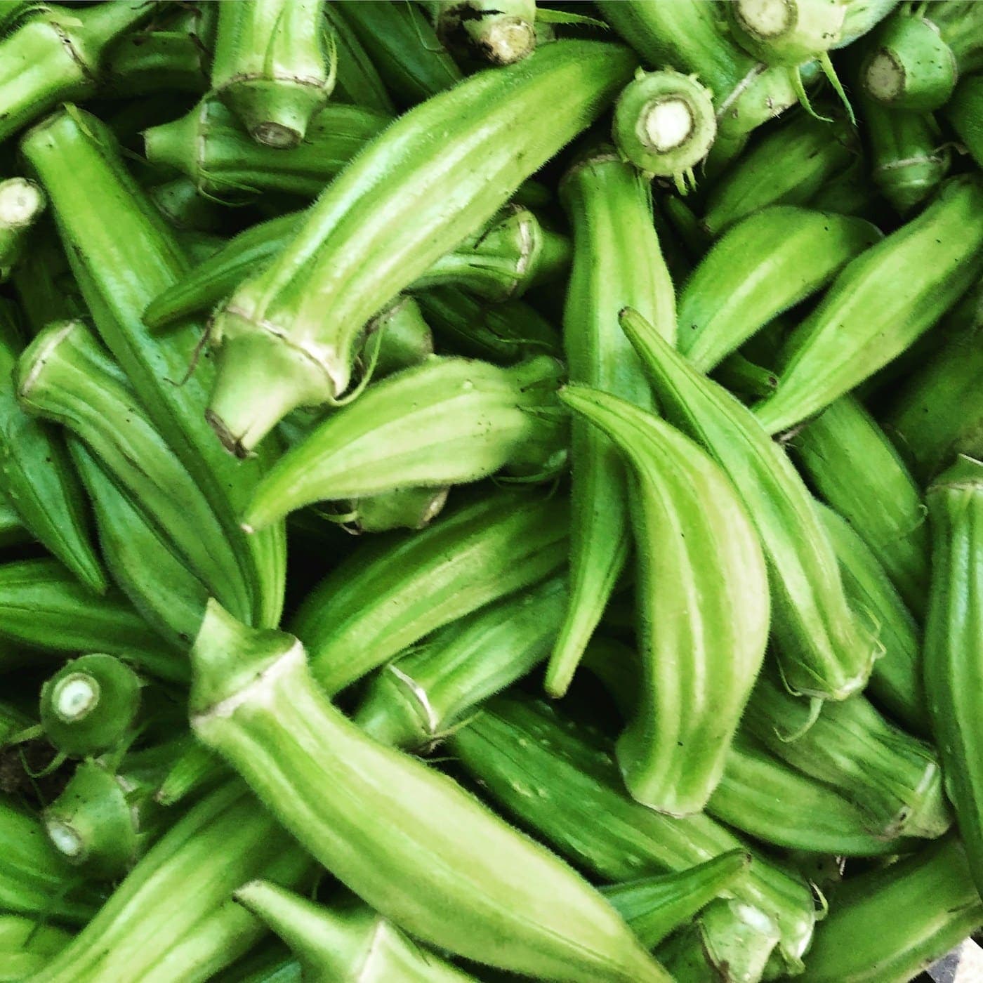 Fresh green okra pods