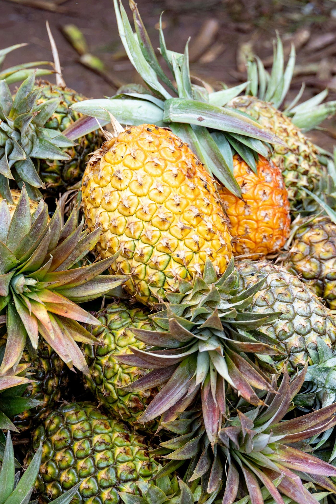 Fresh pineapples piled together