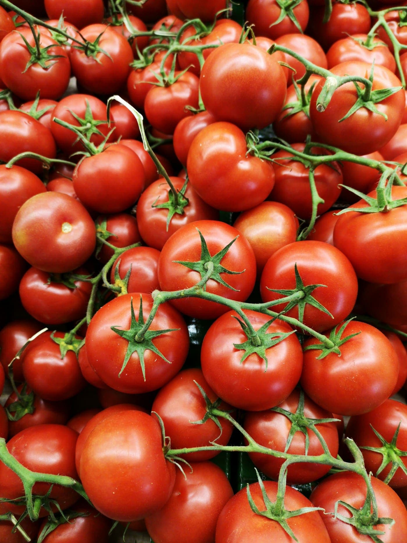 Ripe red tomatoes on the vine